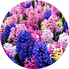 Hoa Lan Dạ Hương