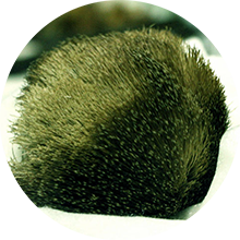 Xạ hương trắng